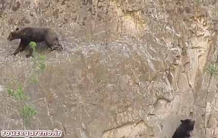 خرس,اخبار,اخبار گوناگون