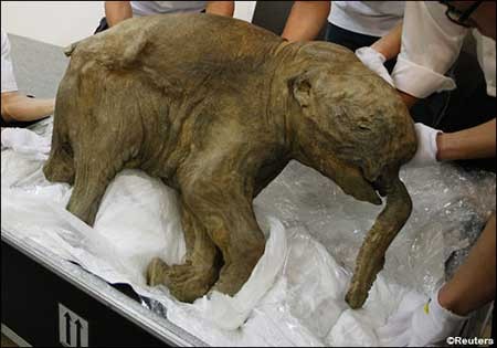 "لوبا" ماموتی از 42 هزار سال پیش 1