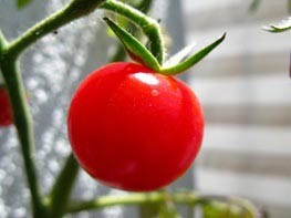 خودروهای آینده از گوجه‌فرنگی ساخته می‌شوند! 