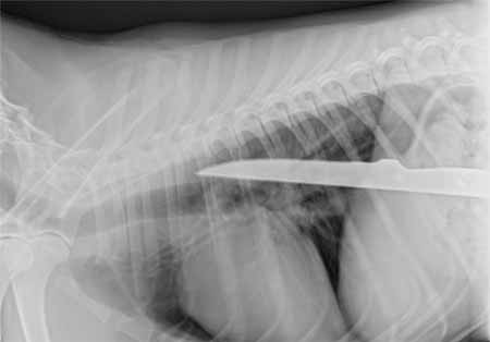 اخبار,اخبار گوناگون,بلعیدن اشیاء به دلایل مختلف