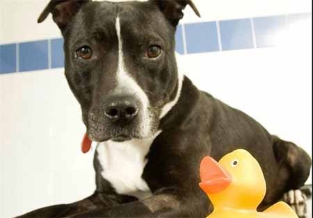 اخبار,اخبار گوناگون,بلعیدن اشیاء به دلایل مختلف