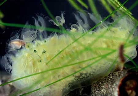 اخبار,اخبارگوناگون,دنیای زیر آب