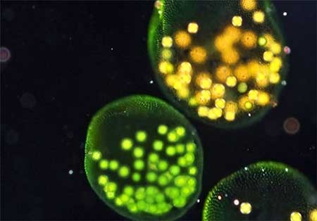 اخبار,اخبارگوناگون,دنیای زیر آب