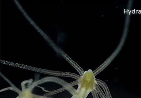 اخبار,اخبارگوناگون,دنیای زیر آب