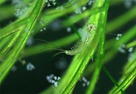 اخبار,اخبارگوناگون,دنیای زیر آب