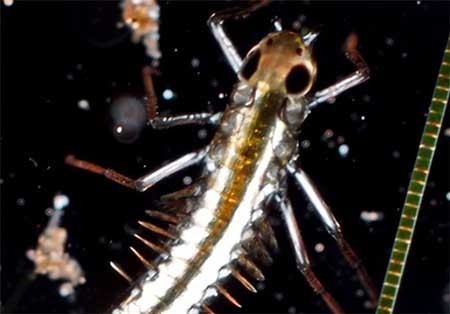 اخبار,اخبارگوناگون,دنیای زیر آب