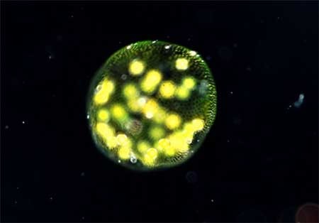 اخبار,اخبارگوناگون,دنیای زیر آب