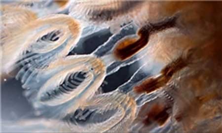 اخبار,اخبارگوناگون,دنیای زیر آب