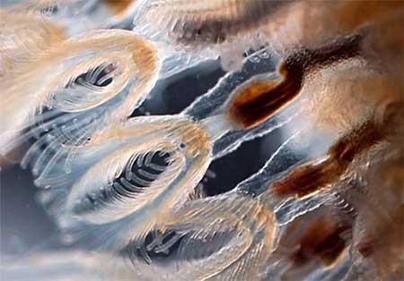 اخبار,اخبارگوناگون,دنیای زیر آب