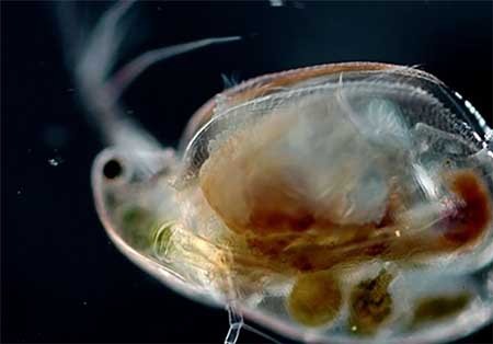 اخبار,اخبارگوناگون,دنیای زیر آب