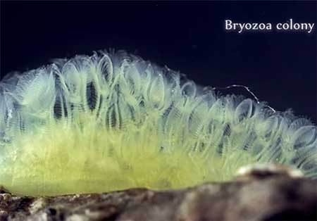 اخبار,اخبارگوناگون,دنیای زیر آب