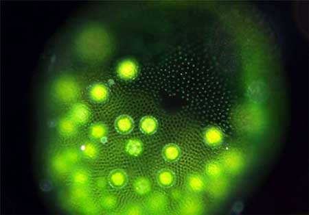 اخبار,اخبارگوناگون,دنیای زیر آب