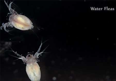 اخبار,اخبارگوناگون,دنیای زیر آب