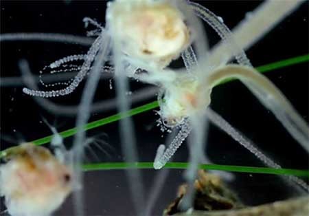 اخبار,اخبارگوناگون,دنیای زیر آب