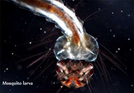 اخبار,اخبارگوناگون,دنیای زیر آب