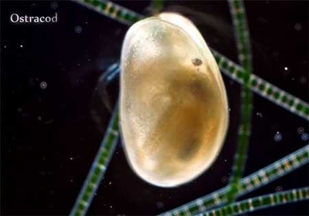 اخبار,اخبارگوناگون,دنیای زیر آب