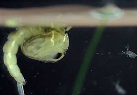 اخبار,اخبارگوناگون,دنیای زیر آب