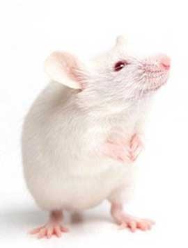 نقش مهم سبیل برای موش‌ها 1