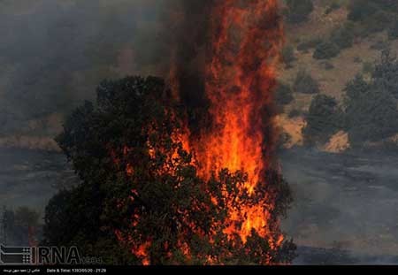 اخبار,اخبار حوادث , پارک ملی گلستان