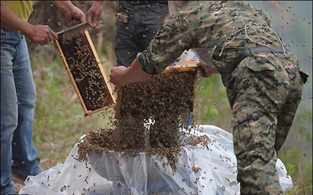 اخبار,اخبار گوناگون ,زنبوردار چینی
