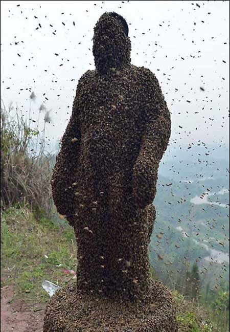 اخبار,اخبار گوناگون ,زنبوردار چینی