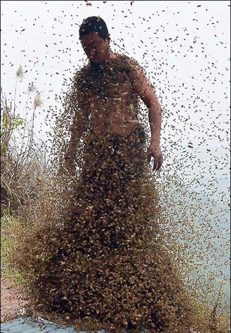 اخبار,اخبار گوناگون ,زنبوردار چینی