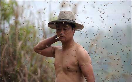 اخبار,اخبار گوناگون ,زنبوردار چینی