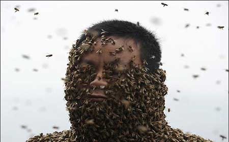 اخبار,اخبار گوناگون ,زنبوردار چینی