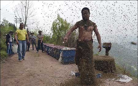 اخبار,اخبار گوناگون ,زنبوردار چینی