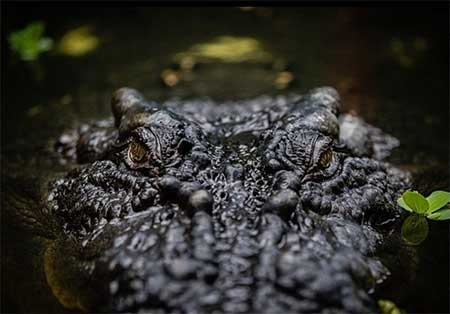 اخبار,اخبار گوناگون , بزرگترین تمساح جهان