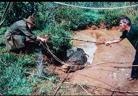 اخبار,اخبار گوناگون , بزرگترین تمساح جهان