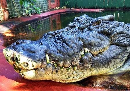 اخبار,اخبار گوناگون , بزرگترین تمساح جهان