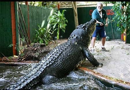 اخبار,اخبار گوناگون , بزرگترین تمساح جهان
