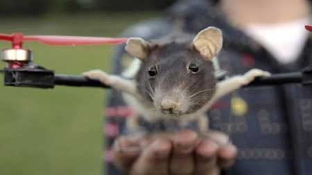 اخبار,اخبار گوناگون ,حیوان خانگی 