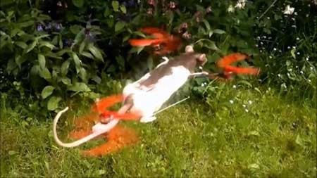 اخبار,اخبار گوناگون ,حیوان خانگی 