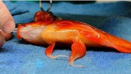 اخبار,اخبار گوناگون , عجیب ترین جراحی مغز