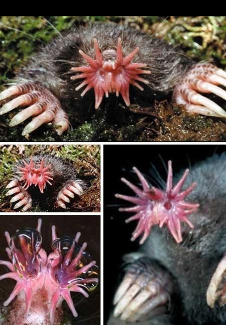 اخبار ,اخبار گوناگون ,زشتترین حیوانات جهان اخبار ,اخبار گوناگون ,زشتترین حیوانات جهان