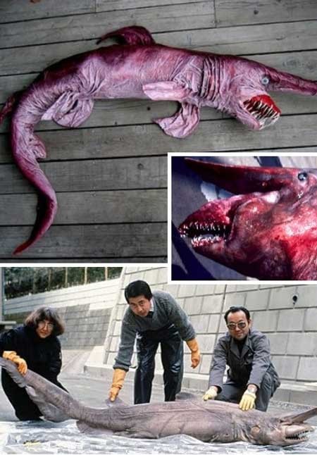 اخبار ,اخبار گوناگون ,زشتترین حیوانات جهان اخبار ,اخبار گوناگون ,زشتترین حیوانات جهان