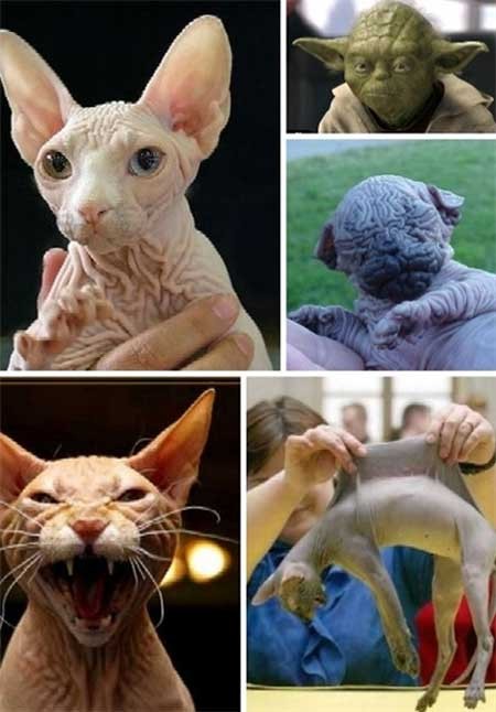 اخبار ,اخبار گوناگون ,زشتترین حیوانات جهان اخبار ,اخبار گوناگون ,زشتترین حیوانات جهان