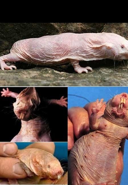 اخبار ,اخبار گوناگون ,زشتترین حیوانات جهان اخبار ,اخبار گوناگون ,زشتترین حیوانات جهان