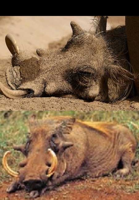 اخبار ,اخبار گوناگون ,زشتترین حیوانات جهان اخبار ,اخبار گوناگون ,زشتترین حیوانات جهان