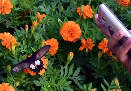 اخبار,اخبار گوناگون,پروانه‌