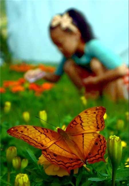 اخبار,اخبار گوناگون,پروانه‌