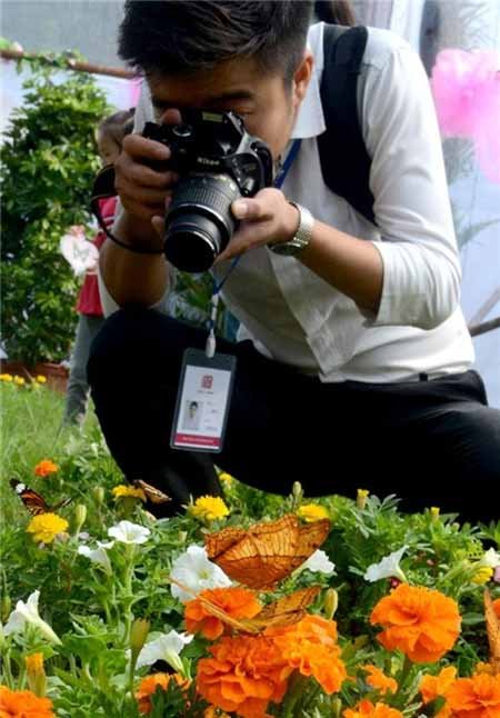 اخبار,اخبار گوناگون,پروانه‌