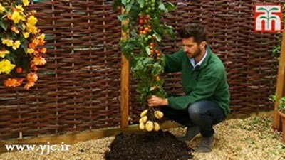 عجیب ترین پیوند گیاهی در دنیا (+عکس)