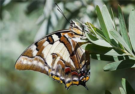 اخبار,اخبار گوناگون ,دگردیسی حشرات