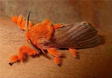 اخبار,اخبار گوناگون ,دگردیسی حشرات
