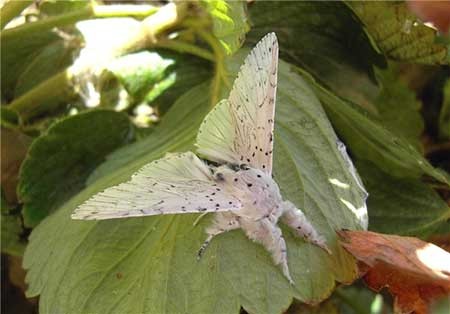 اخبار,اخبار گوناگون ,دگردیسی حشرات