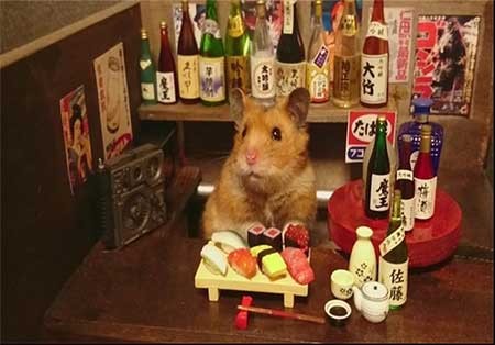 اخبار,اخبار گوناگون , همستر