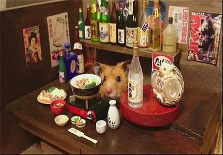 اخبار,اخبار گوناگون , همستر